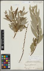 Foto von Salix alba L. x Salix fragilis L.
